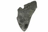 Partial, Fossil Megalodon Tooth - Sharply Serrated #170516-1